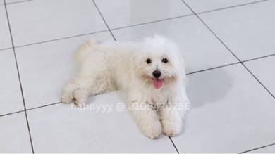 Shihpoo Female Puppy