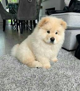 SS_G9D06 Chow Chow cute puppies dogs