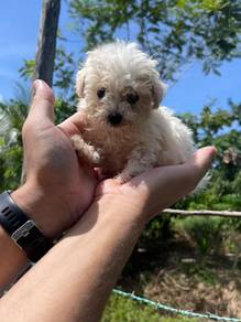 shihtzu mix poddle