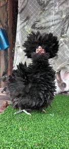 ayam poland