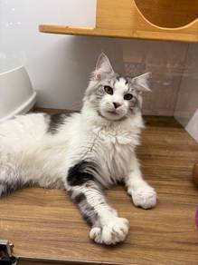 Mainecoon