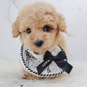 Poodle