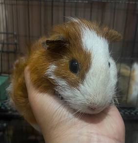 Guinea pig