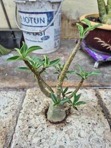 Arabicum adenium