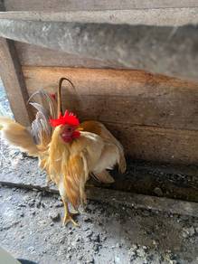 ayam serama