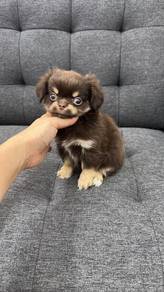 吉娃娃女
Chihuahua 
F-2
female
Dob： 02 - 08 - 26