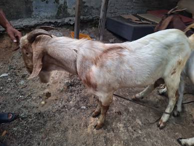 kambing boer cross kampung 