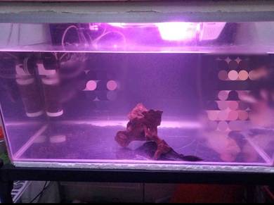 Aquarium 3ft For Sale
