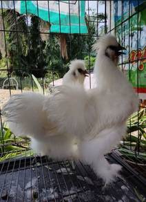 ayam American silkie