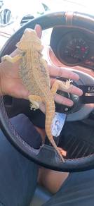 Bearded Dragon 
