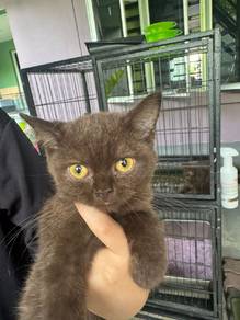 Coco BSH ( British Short Hair )