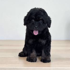 Maltipoo black and tan color Female offer