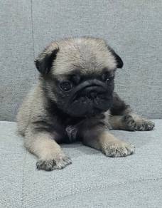 PUG PUPPIES 613 🌻 Chubby Pug Male