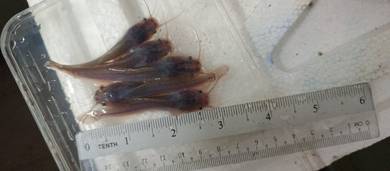 Anak ikan keli, anak keli, cat fish