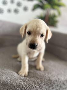 white Labrador 1