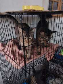 kucing perempuan free
