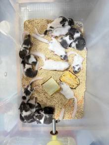 hamster tupai mini dormouse