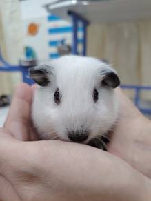 California Guinea Pig Tikus Belanda Arbok Jantan