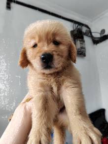 Golden retriever with mka certificate f