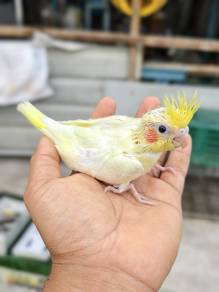 Cockatiel Baby