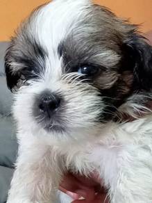 shih tzu puppy 