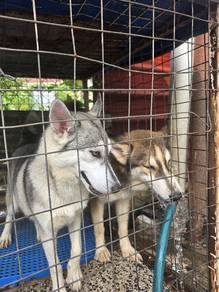 husky
