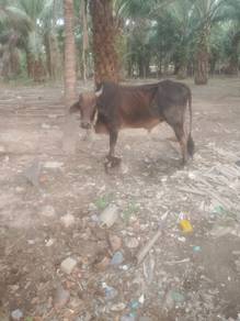 Lembu untuk dijual cukup umur