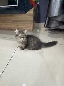 Munchkin tabby kitten