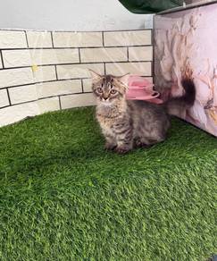 Munchkin longhair kitten