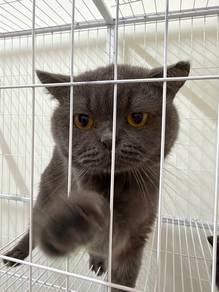 kucing bsh