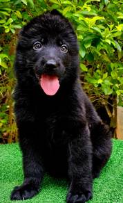 GERMAN SHEPHERD PUPPIES F34 🐻 Beautiful Big Size