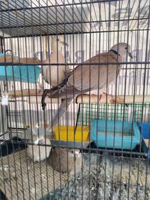 Ring Neck Dove - young 4 weeks old & easy to train
