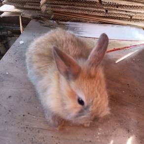 arnab mix