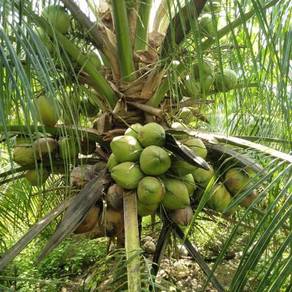 Dbobs agro benih kelapa pandanwangi