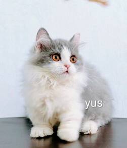 Munchkin Kitten (BLH)