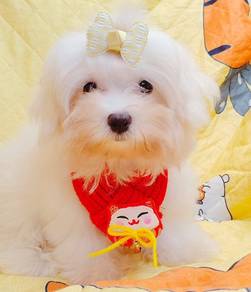 Maltese