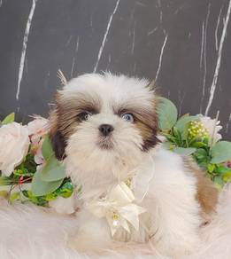 Shih Tzu