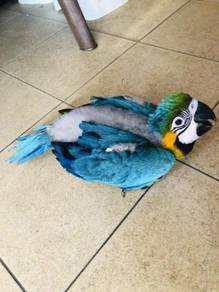 Blue and gold macaw parrot burung
