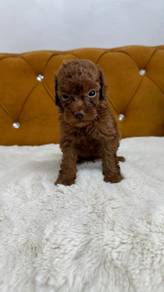 Poodle