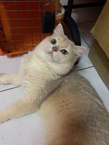 bsh golden blue
