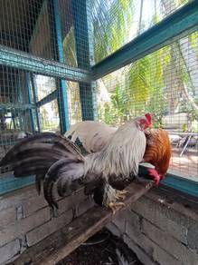 Tan Chau/ Tanchau/ Tan Cau/ Tancau