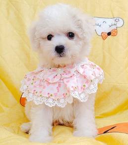 Bichon Frise