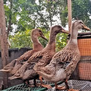 ducks , itik 
