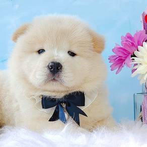 Chow Chow