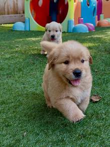 goldenretriever available 