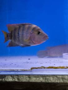 Ikan Talapia