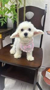 比熊犬
Bichon 
Female
F-1
Dob : 19-01-26
