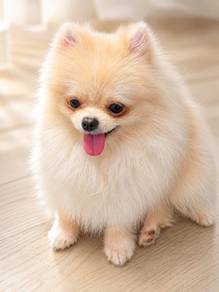 Pomeranian