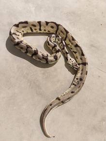Leopard Bumblebee Snake