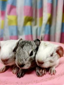 Guinea pig